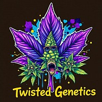 Canadian purple elite lime cannabis seeds