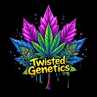 Canadian purple elite line cannabis seeds