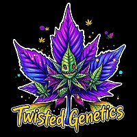 Purple Kush Auto S1 (Foundation Line) 1 seed $10 shipping $5 expedited with tracking