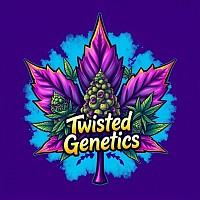 Purple Kush Auto x Gelato Auto (Elite F1) (1 seed $10)  (3 for $25)  ..    (5 for $40) shipping $5cdn expedited with tracking